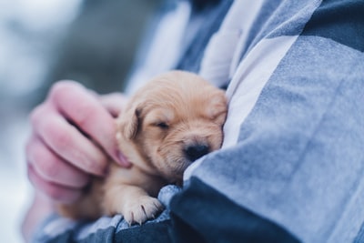 棕色幼犬白天浅焦摄影